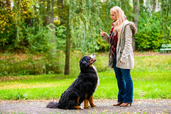 Ein Hund wartet geduldig auf die Belohnung von seinem Frauchen.